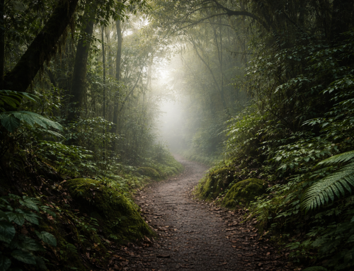 Walking the Soul Path Experience